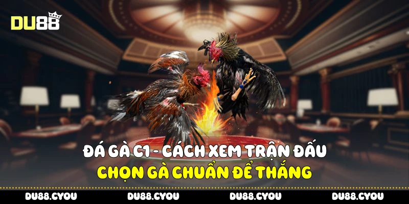 Đá Gà C1